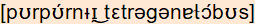 phonetische Transkription